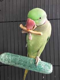 Lost Alexandrine