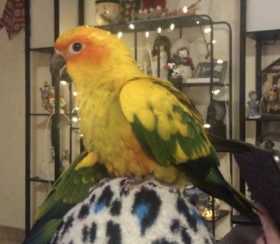 Lost Conure