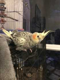 Lost Cockatiel