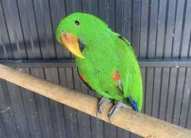 Lost Eclectus