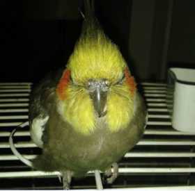 Lost Cockatiel