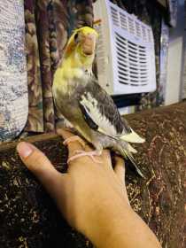 Lost Cockatiel