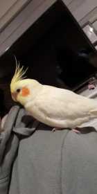 Lost Cockatiel