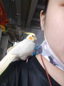 Lost Cockatiel