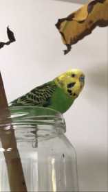 Lost Budgerigar