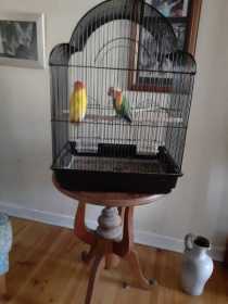 Lost Lovebird