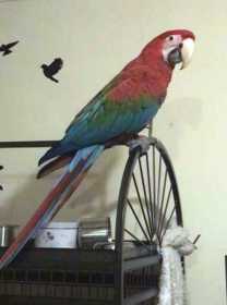 Lost Macaw