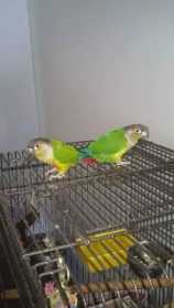 Lost Conure