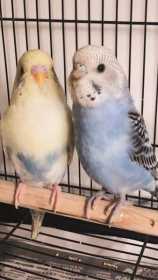 Lost Budgerigar