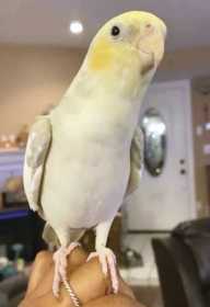 Lost Cockatiel