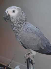 Lost African Grey