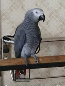 Lost African Grey