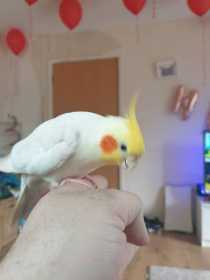 Lost Cockatiel