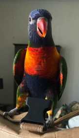 Lost Lory / Lorikeet