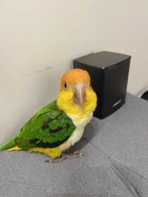 Lost Caique