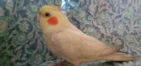 Lost Cockatiel
