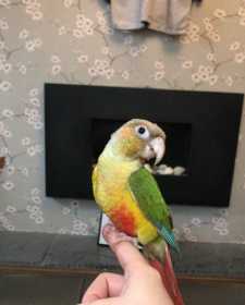 Lost Conure