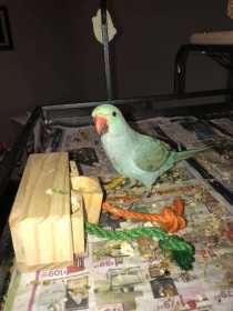 Lost African Ringneck Parakeet