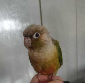 Lost Conure