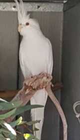 Lost Cockatiel