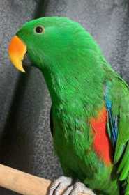 Lost Eclectus