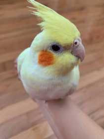 Lost Cockatiel