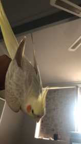 Lost Cockatiel