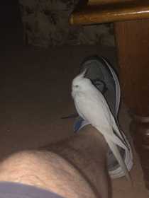 Lost Cockatiel