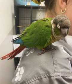 Lost Conure