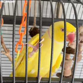 Lost Indian Ringneck Parakeet