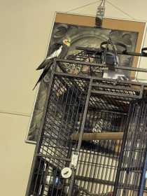 Lost Cockatiel