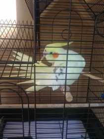 Lost Cockatiel