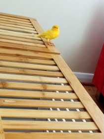 Lost Canary