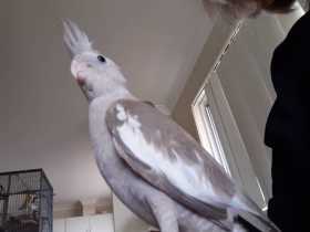 Lost Cockatiel