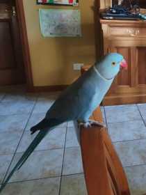 Lost Indian Ringneck Parakeet