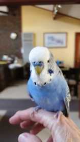 Lost Budgerigar