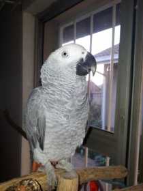 Lost African Grey