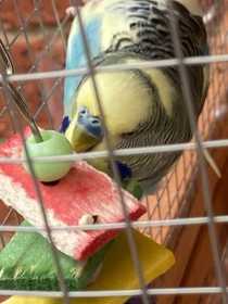 Lost Budgerigar