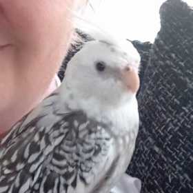 Lost Cockatiel