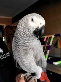 Lost African Grey