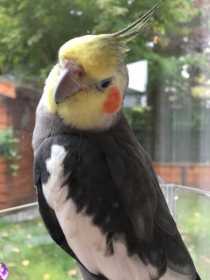 Lost Cockatiel