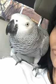 Lost African Grey