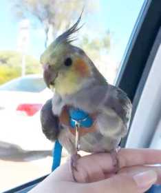 Lost Cockatiel