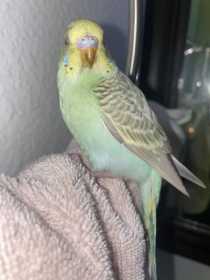 Lost Parakeet