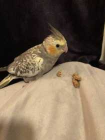 Lost Cockatiel