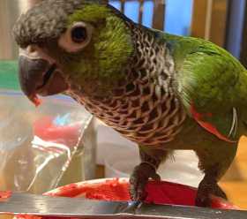 Lost Conure