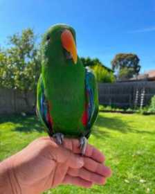 Lost Eclectus