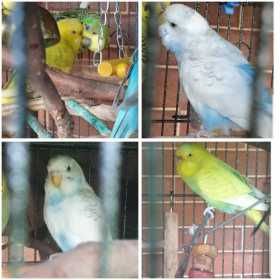 Lost Budgerigar