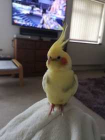 Lost Cockatiel