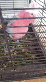 Lost Galah Cockatoo